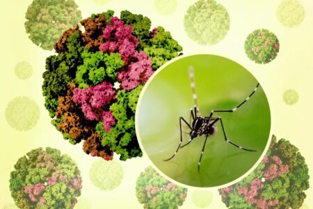 Những điều cần biết về chikungunya: Bệnh do muỗi truyền đang lan rộng toàn cầu