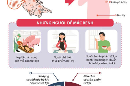 Không chủ quan với bệnh liên cầu lợn ở người